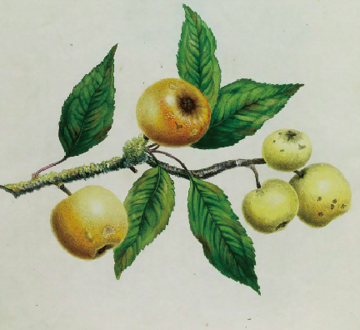 An illustration of the ‘Golden Pippin’ from Knight, Thomas Andrew. 1811. 