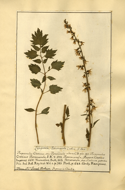 Rampion specimen grown in the Oxford Botanic Garden, now preserved in the Du Bois Herbarium